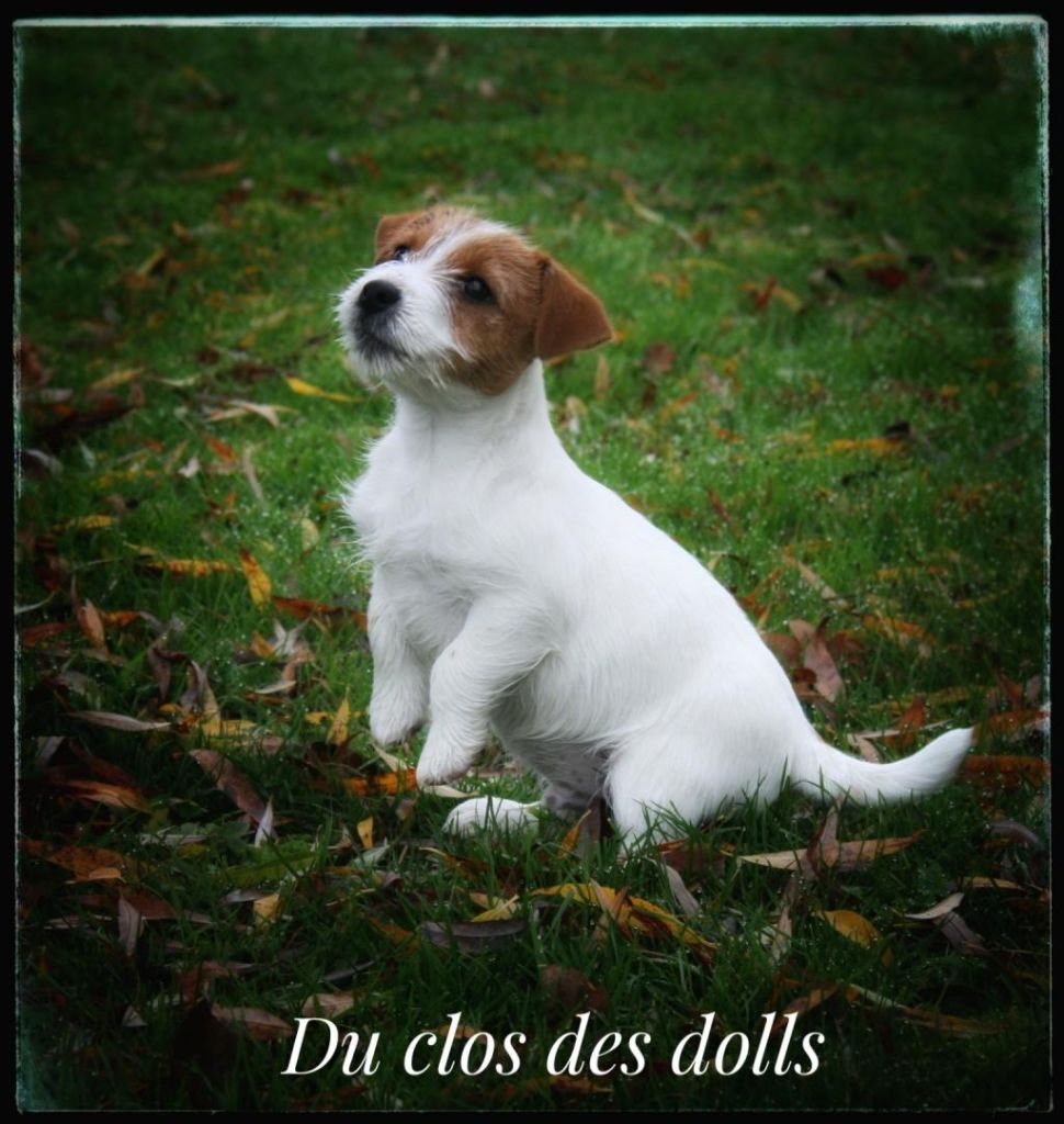 Du Clos Des Dolls - Chiots disponibles - Jack Russell Terrier